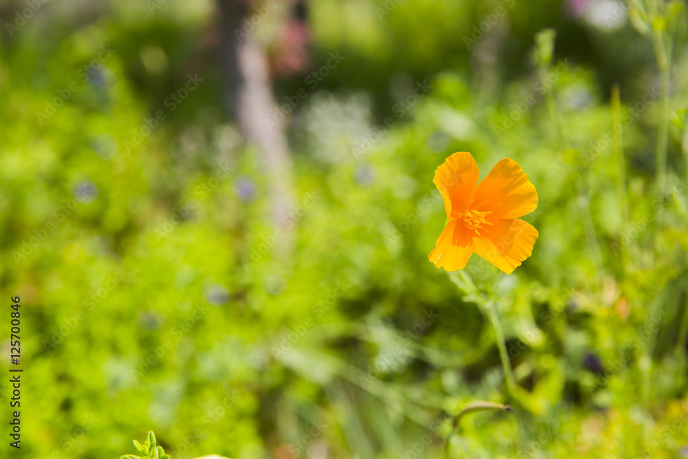 Obraz premium 노란팽이꽃