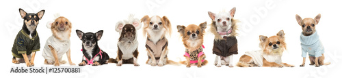 Group of nine cute chihuahua dogs wearing clothes isolated on a white background