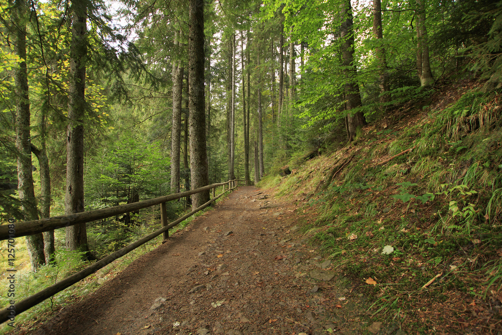 Mountain forest landscape with path and a wooden fence Mountain forest landscape with path and a wooden fence
