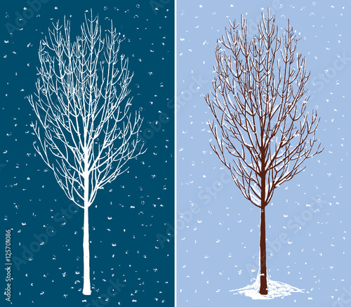 deciduous tree in december