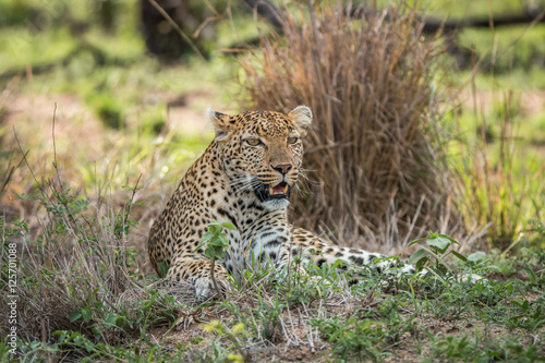 Leopard laying in the grass.