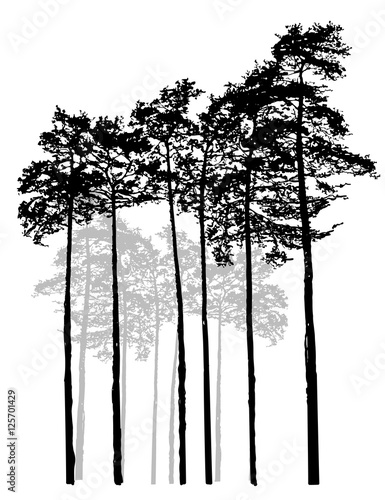 Realistic Relic black white pine forest. Monochrome isolated pine forest. Ship pines.