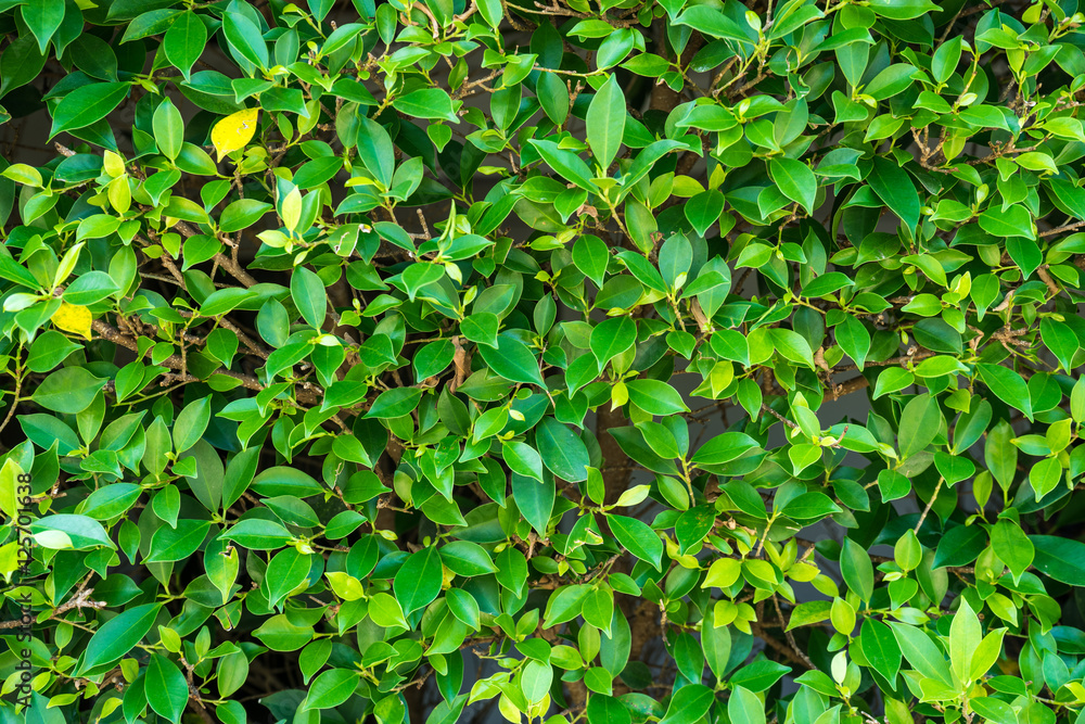 Green leaf texture background.