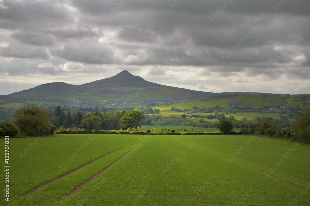 Vibrant green meadows in Ireland with typical hills background