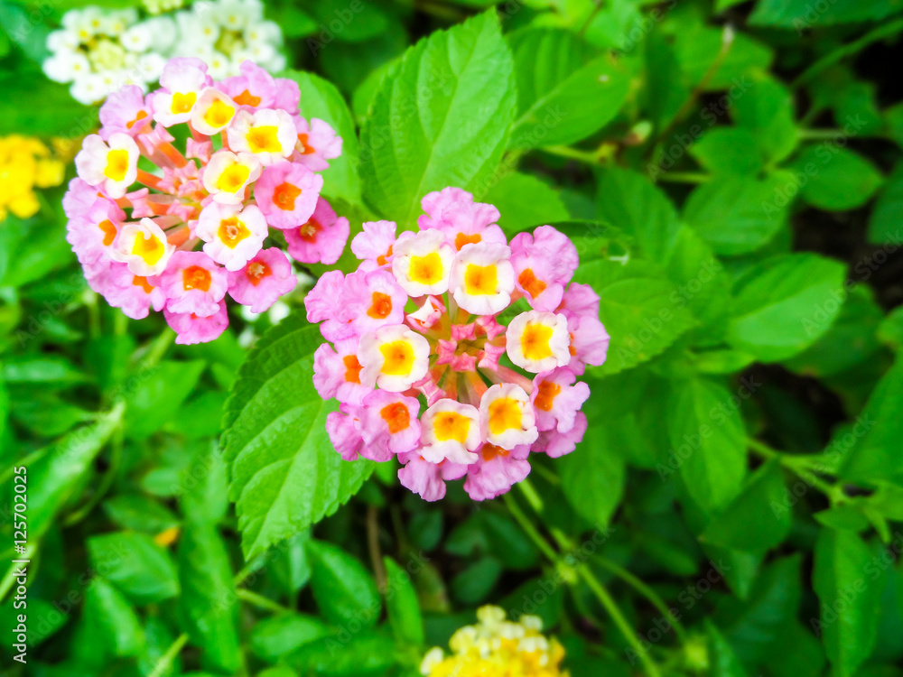 Lantana colorful bloom in the garden has green leaf Lantana colorful bloom in the garden has green leaf