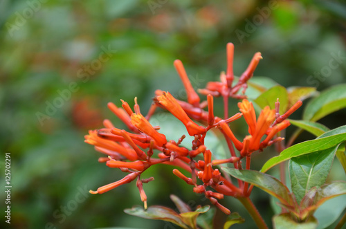 Hummingbird Bush flower