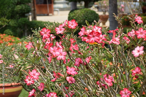 Flower in garden