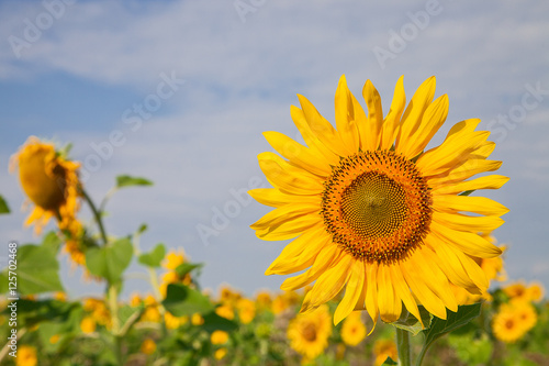 sunflower on field close up