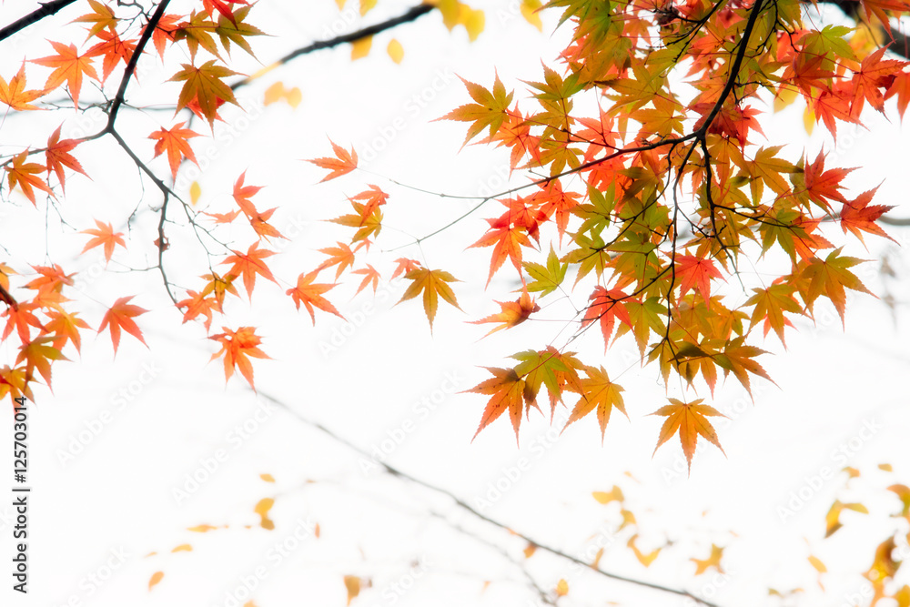 Japanese maple tree leaves illuminated by sunlight on white bac Japanese maple tree leaves illuminated by sunlight on white bac
