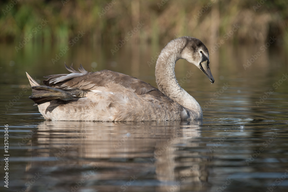 Mute Swan, Swans, Cygnus olor Mute Swan, Swans, Cygnus olor