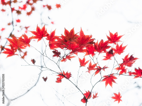 Red Japanese maple tree leaves illuminated by sunlight on white