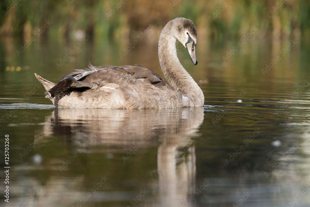 Mute Swan, Swans, Cygnus olor Mute Swan, Swans, Cygnus olor