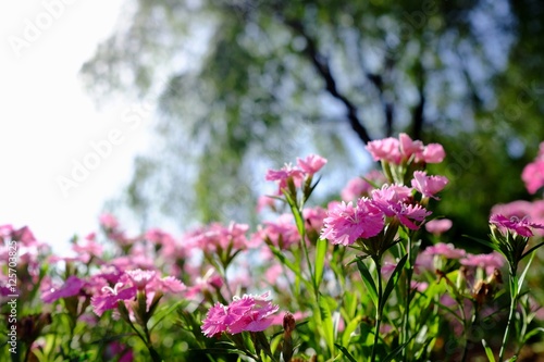 ピンクのナデシコの花 © kawa10