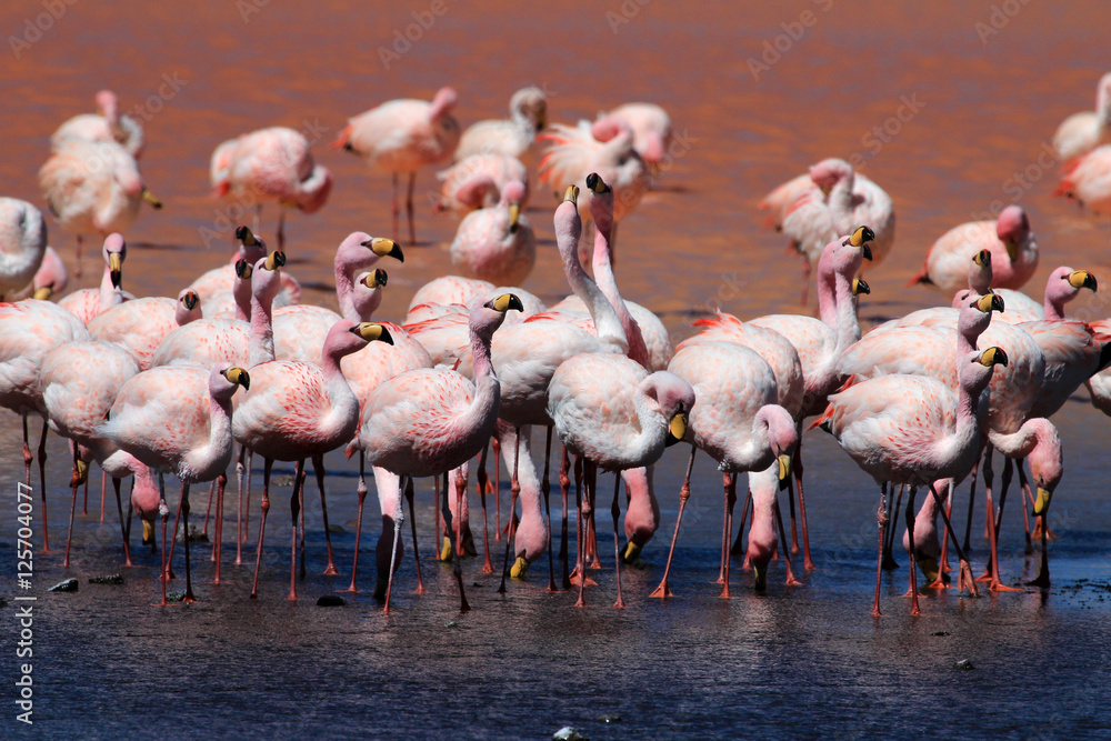 Obraz premium James flamingos, phoenicoparrus jamesi, also known as the puna flamingo, are populated in high altitudes of andean mountains in Peru, Chile, Bolivia and Argentina