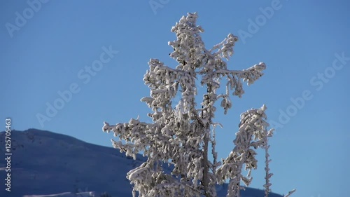 Baum im Hochwinter photo