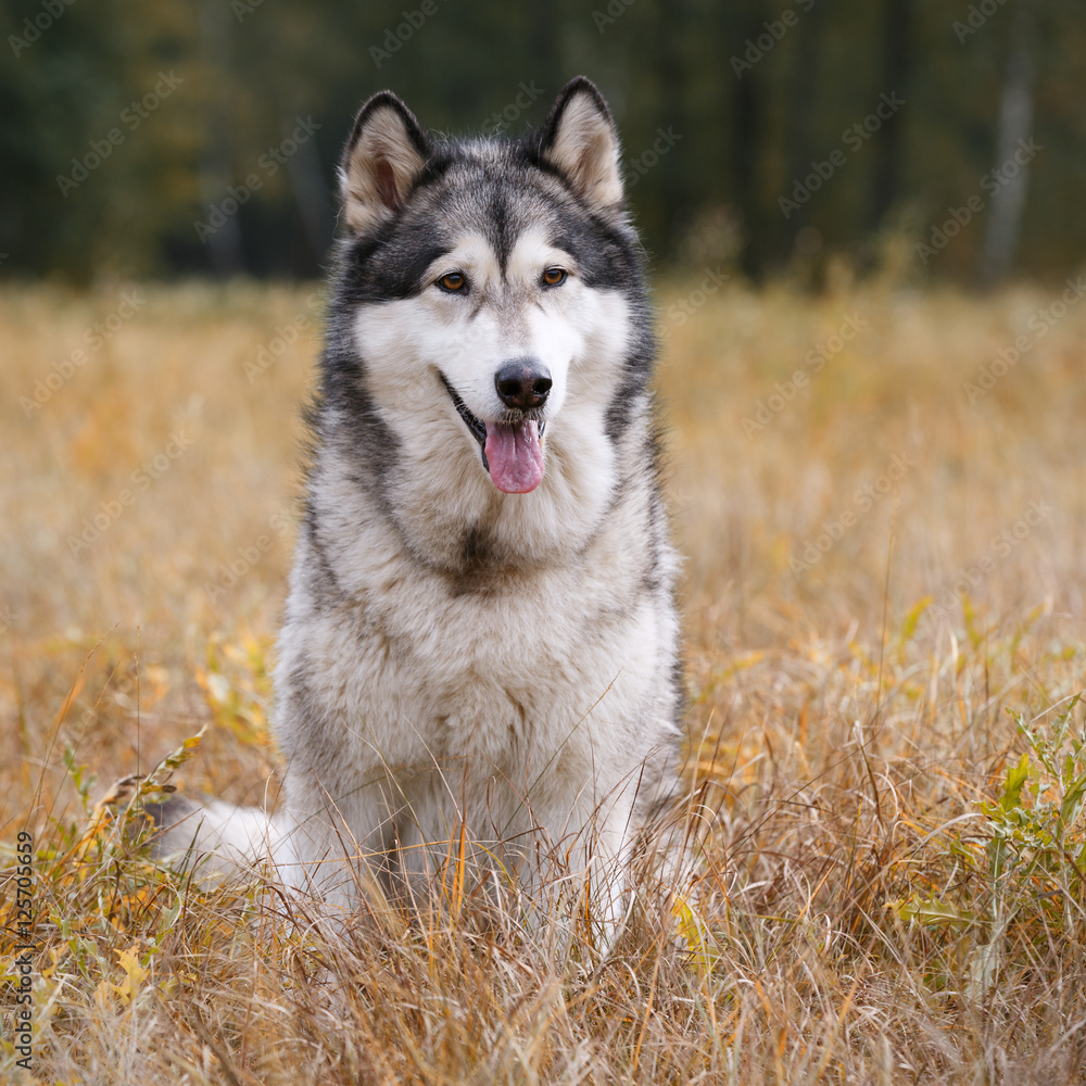 Dog breed Alaskan Malamute sitting on autumn meadow