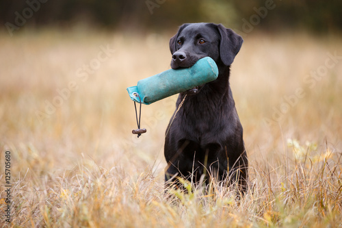 Black dog breed labrador retriever