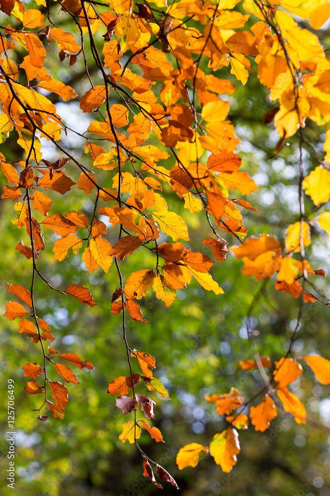 Golden brown leaves in Autumn. Backlit medium close-up with shallow depth of field. Golden brown leaves in Autumn. Backlit medium close-up with shallow depth of field.