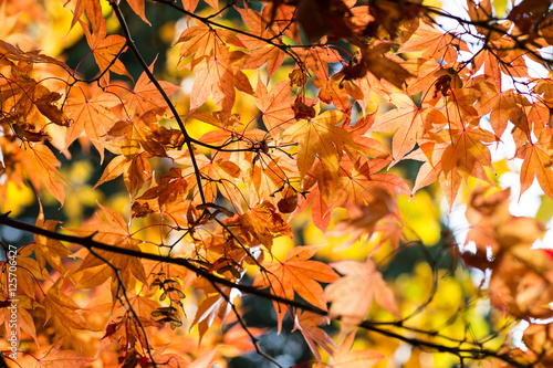 Golden brown leaves in Autumn. Backlit medium close-up with shallow depth of field.