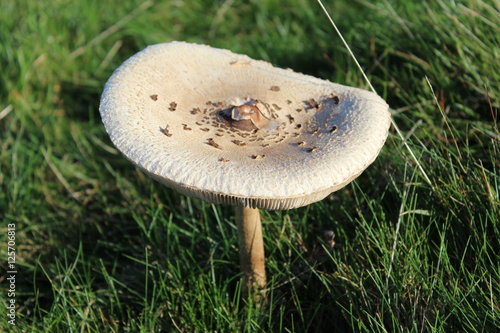 large mushroom section