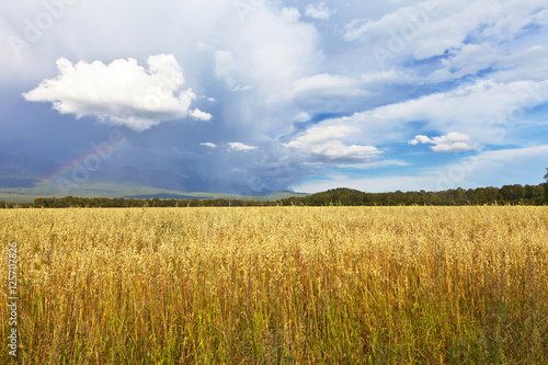 A field of ripened oats after the rain. August. Low clouds and a rainbow © Katvic