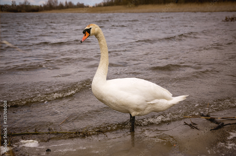 Obraz premium Large mute Swan stands on the shore of the lake. Late in the fall. On the water waves. Lonely beautiful Swan. The proud bird.