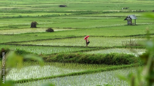 10186 walking on rice field in rain 
