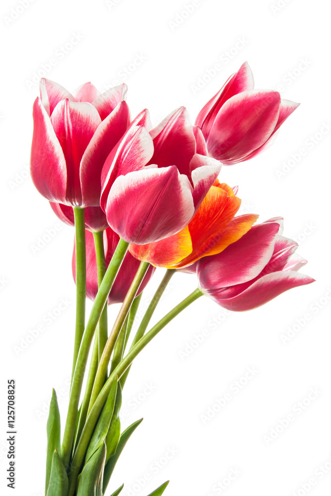 Tulip flowers isolated on white