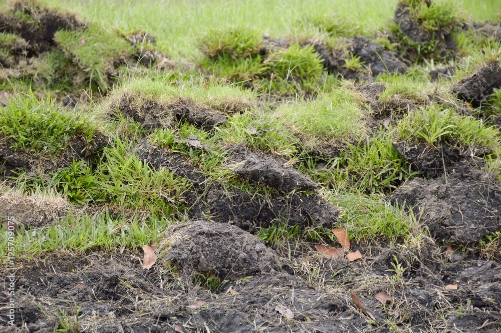 green grass on dry soil green grass on dry soil