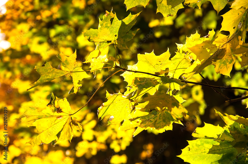 Yellow maple leaves in autumn Yellow maple leaves in autumn