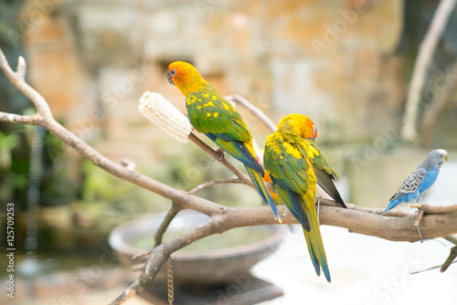 KL Bird Park. Peach Face Lovebird Parrot  Agapornis roseicollis 