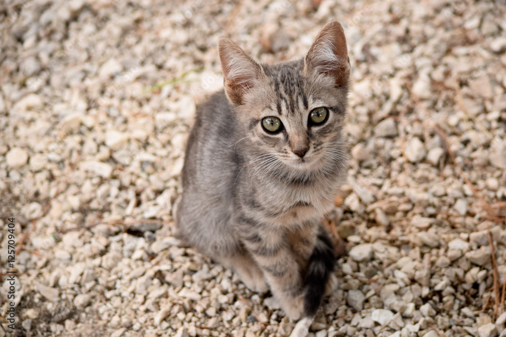 Portrait of stray kitten on the unfocused background Portrait of stray kitten on the unfocused background
