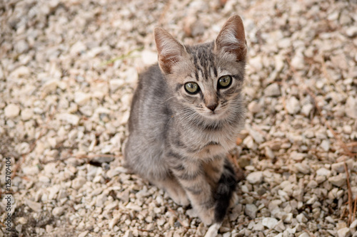 Foto Portrait of stray kitten on the unfocused background