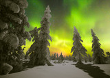 Winter night landscape with forest and polar northern lights