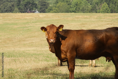 Cow