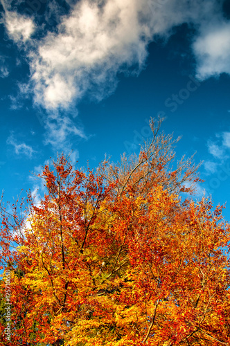 Colorful tree tops and blue cloudy sky. Autumn. Copyspace