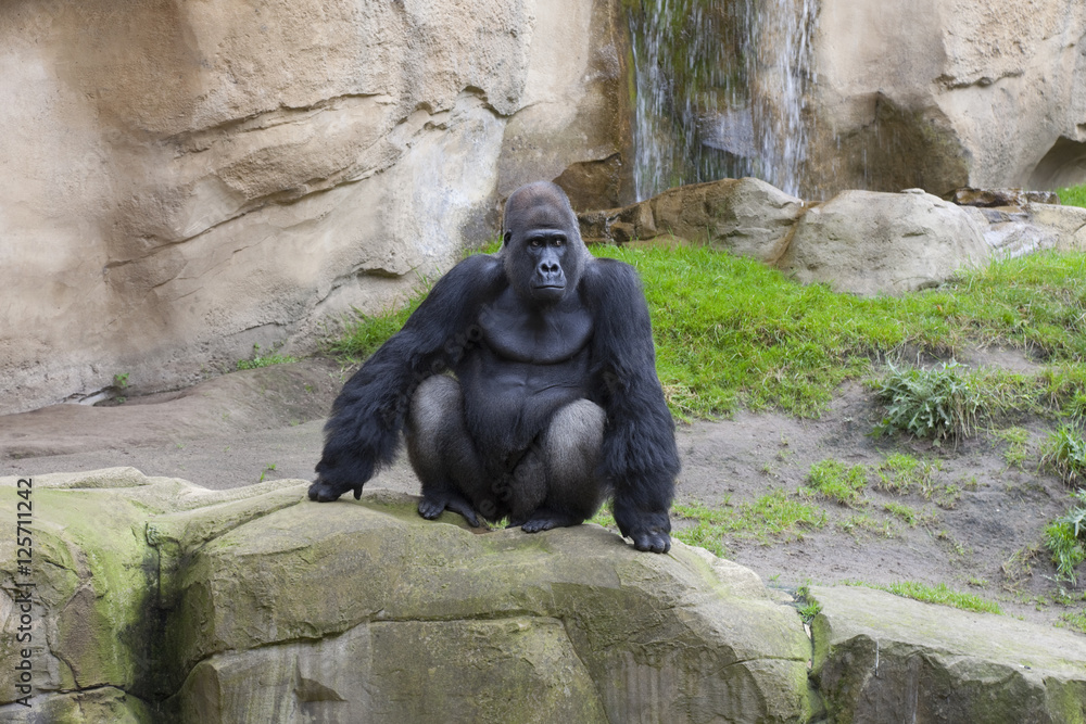 Fototapeta premium Berggorilla (Silberrücken) beim dösen