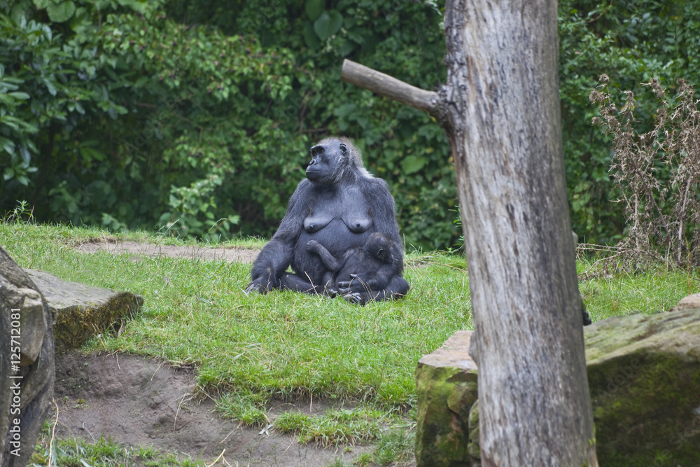 Fototapeta premium Gorillamutter mit Kind beim dösen