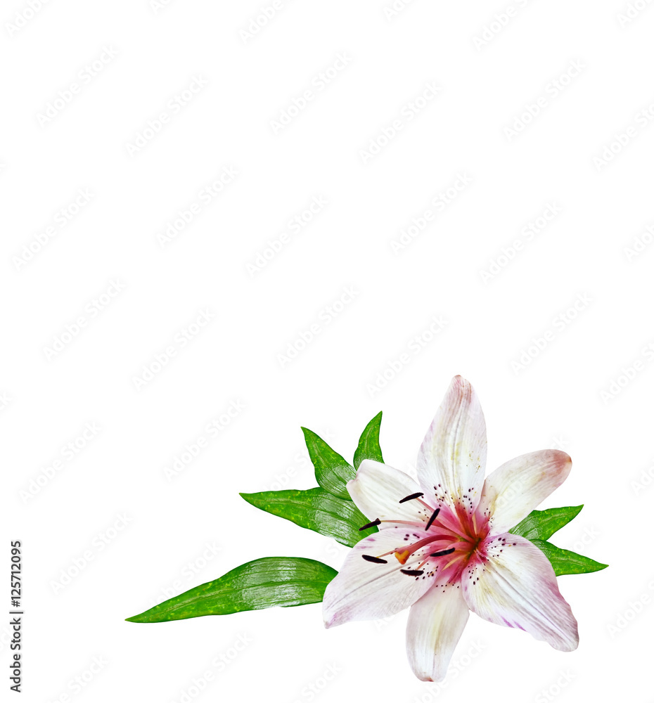 Fototapeta premium Flower lily isolated on white background.