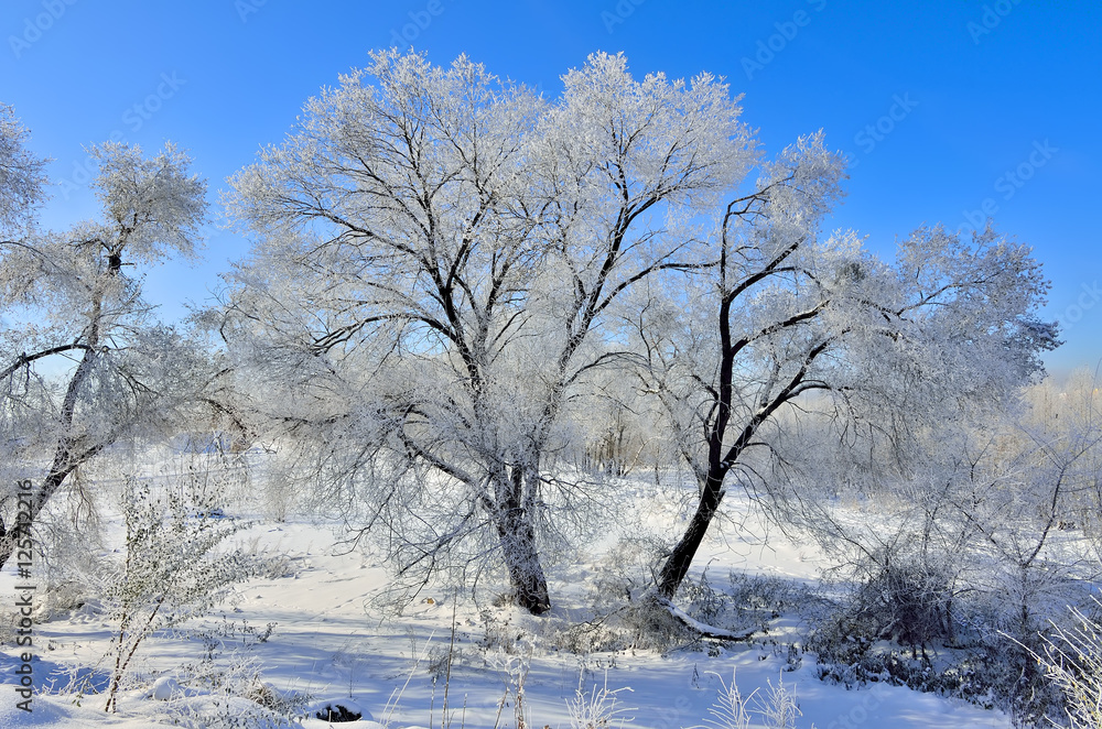 Sunny winter day in the forest.