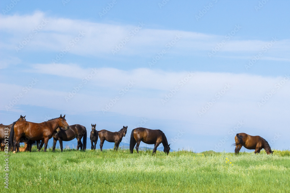 Russia. Siberia. Khakassia. Mountain landscape. Horses in the Khakass steppes.