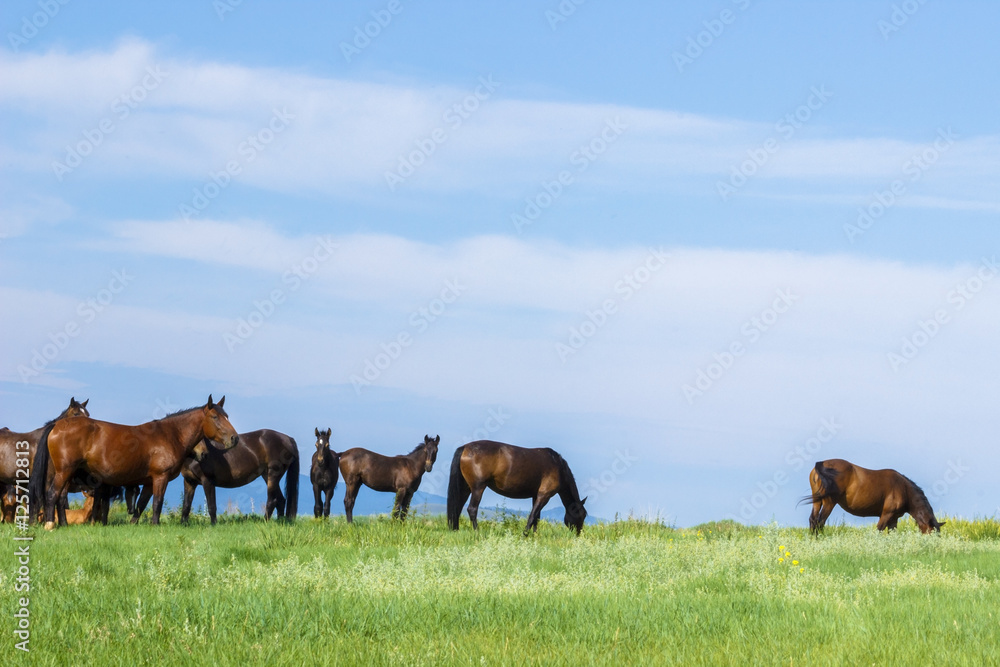 Russia. Siberia. Khakassia. Mountain landscape. Horses in the Khakass steppes. Russia. Siberia. Khakassia. Mountain landscape. Horses in the Khakass steppes.