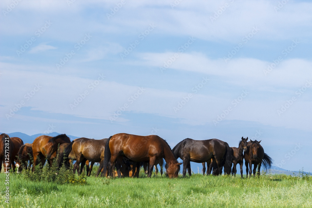 Russia. Siberia. Khakassia. Mountain landscape. Horses in the Khakass steppes. Russia. Siberia. Khakassia. Mountain landscape. Horses in the Khakass steppes.
