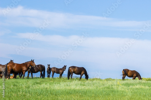 Russia. Siberia. Khakassia. Mountain landscape. Horses in the Khakass steppes. © Xenia