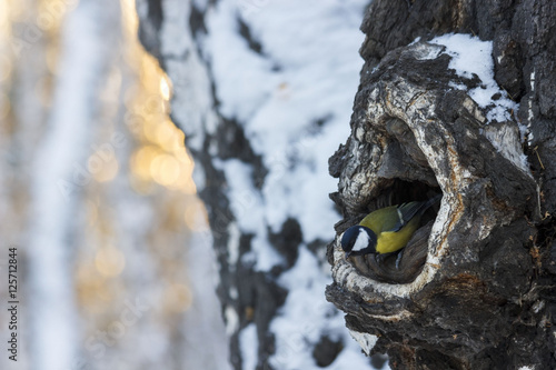 Parus major. Tit curiously looks out of birch tree hollows. Snow on the trees. Winter. Sunset. Russia. Siberia. Tit in the hollow - selective focus. The background is blurred.