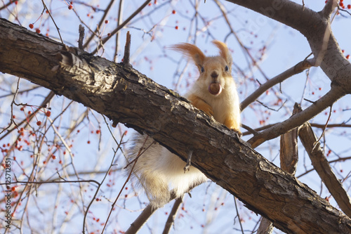 Sciurus vulgaris. Squirrel sitting on deciduous trees and eat nuts. In the rays of the evening sun. Squirrel - selective focus. The background is blurred. Russia. Siberia. photo