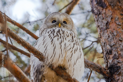 Strix uralensis. Owl sitting on a branch of pine autumn day. Portrait of birds close up. Owl - selective focus. The background is blurred. Russia. Siberia.