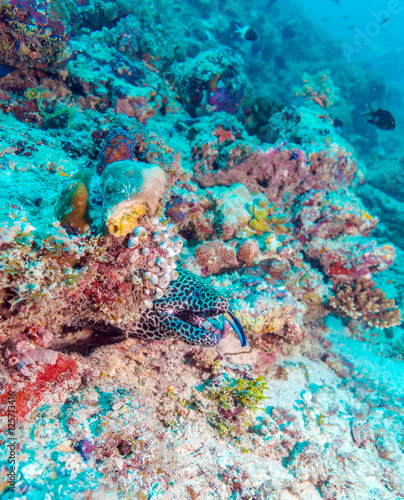 Moray Eel in Tropical Coral Reef, Maldives