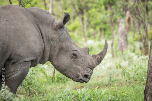 Side profile of a White rhino.