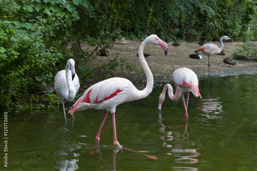Flamingos Flamingos